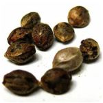 Семена марихуаны АК-47  (Seeds AK-47) в Чехове